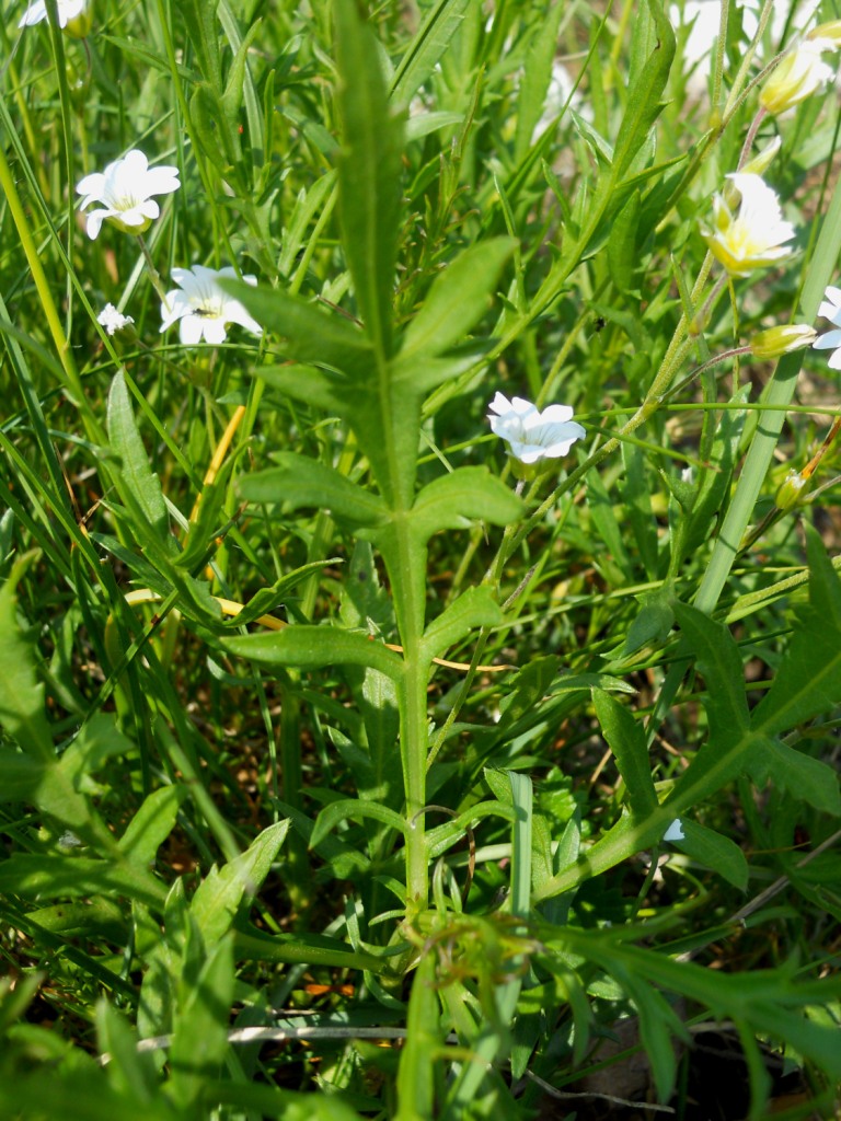 Fiore bianco 2 - Cerastium cfr. ligusticum
